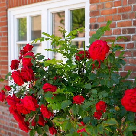 Toewerland Toewerland 2 * Oevenum